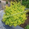Спирея сливолистная (Spiraea prunifolia) 6