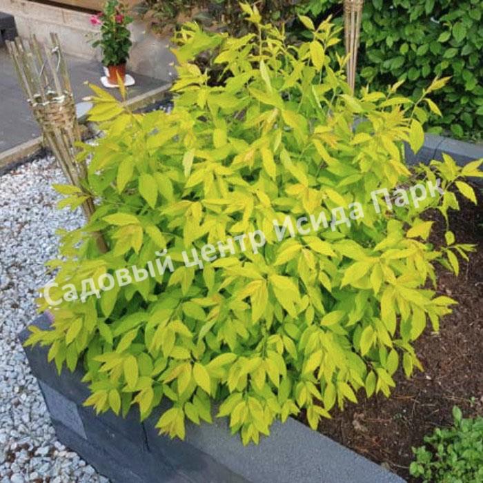 Спирея сливолистная (Spiraea prunifolia) Спирея сливолистная (Spiraea prunifolia)