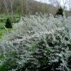 Спирея сливолистная (Spiraea prunifolia) 7