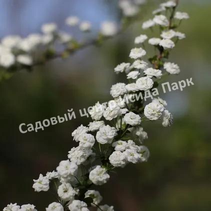Спирея сливолистная (Spiraea prunifolia) Спирея сливолистная (Spiraea prunifolia)
