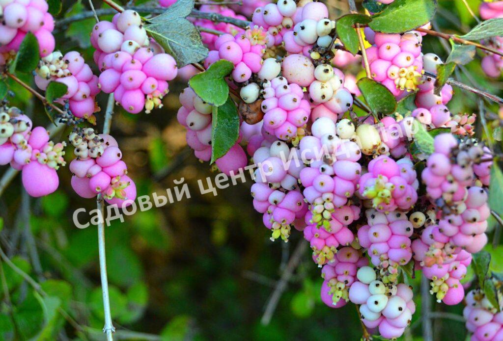 Снежноягодник (Symphoricárpos)