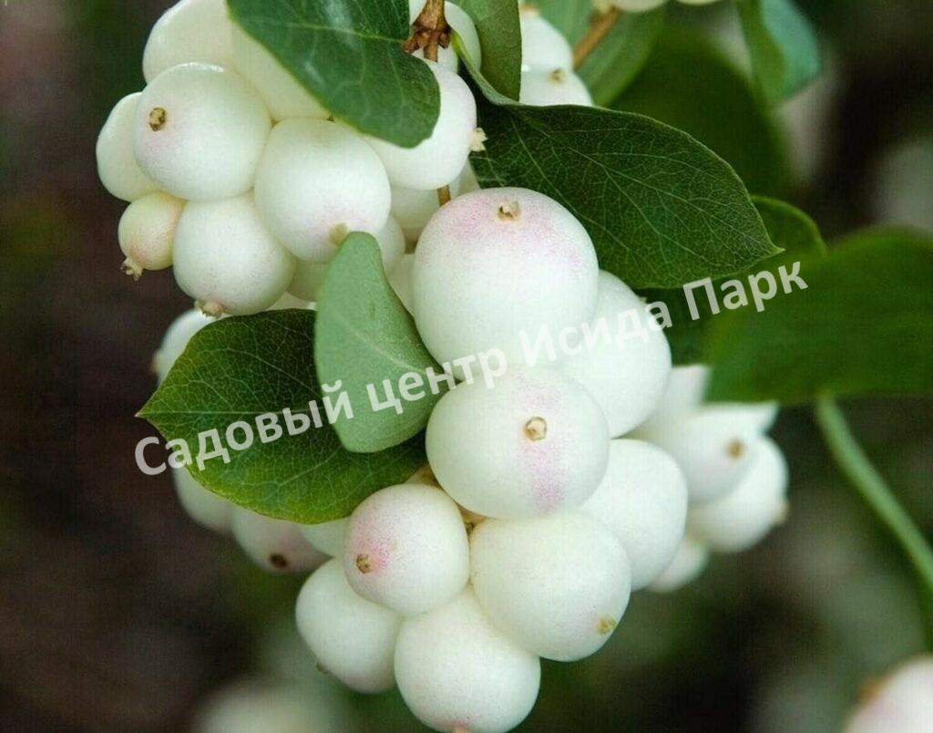 Снежноягодник (Symphoricárpos)