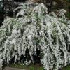 Спирея Сноумаунд (Snowmound) 1