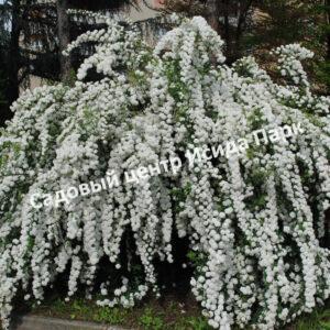 Спирея Сноумаунд (Snowmound)