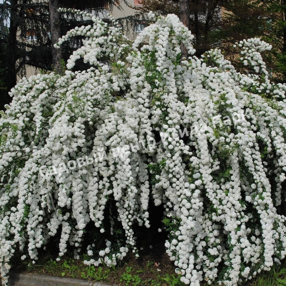 Спирея Сноумаунд (Snowmound) Спирея Сноумаунд (Snowmound)