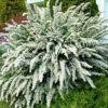 Спирея Сноумаунд (Snowmound) 2 Спирея Сноумаунд (Snowmound) 2
