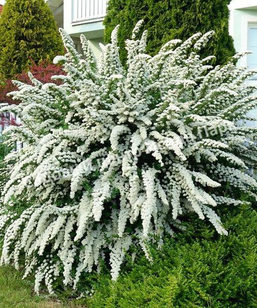 Спирея Сноумаунд (Snowmound) Спирея Сноумаунд (Snowmound)