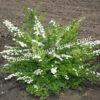 Спирея Сноумаунд (Snowmound) 3 Спирея Сноумаунд (Snowmound) 3