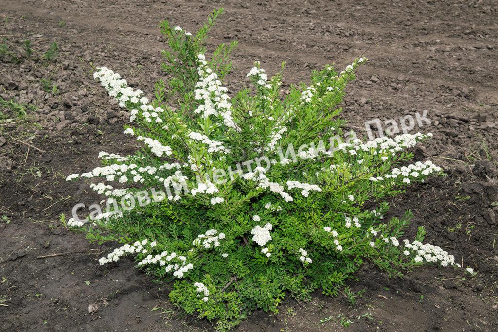 Спирея Сноумаунд (Snowmound) Спирея Сноумаунд (Snowmound)