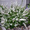 Спирея Сноумаунд (Snowmound) 6