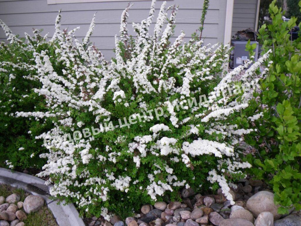 Спирея Сноумаунд (Snowmound) Спирея Сноумаунд (Snowmound)