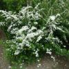 Спирея Сноумаунд (Snowmound) 8