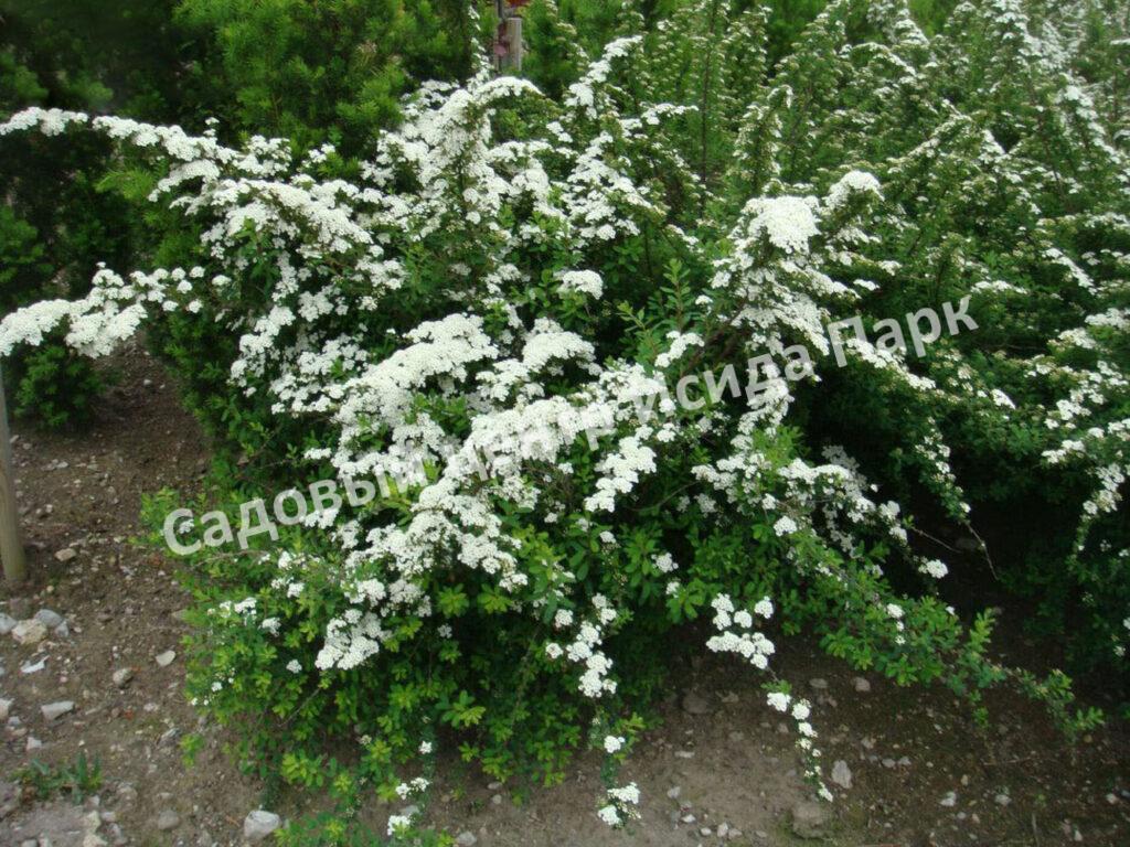 Спирея Сноумаунд (Snowmound)