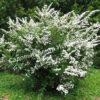 Спирея Сноумаунд (Snowmound) 9 Спирея Сноумаунд (Snowmound) 9
