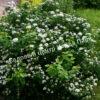 Спирея березолистная (betulifolia) 18