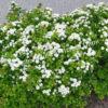 Спирея березолистная (betulifolia) 8