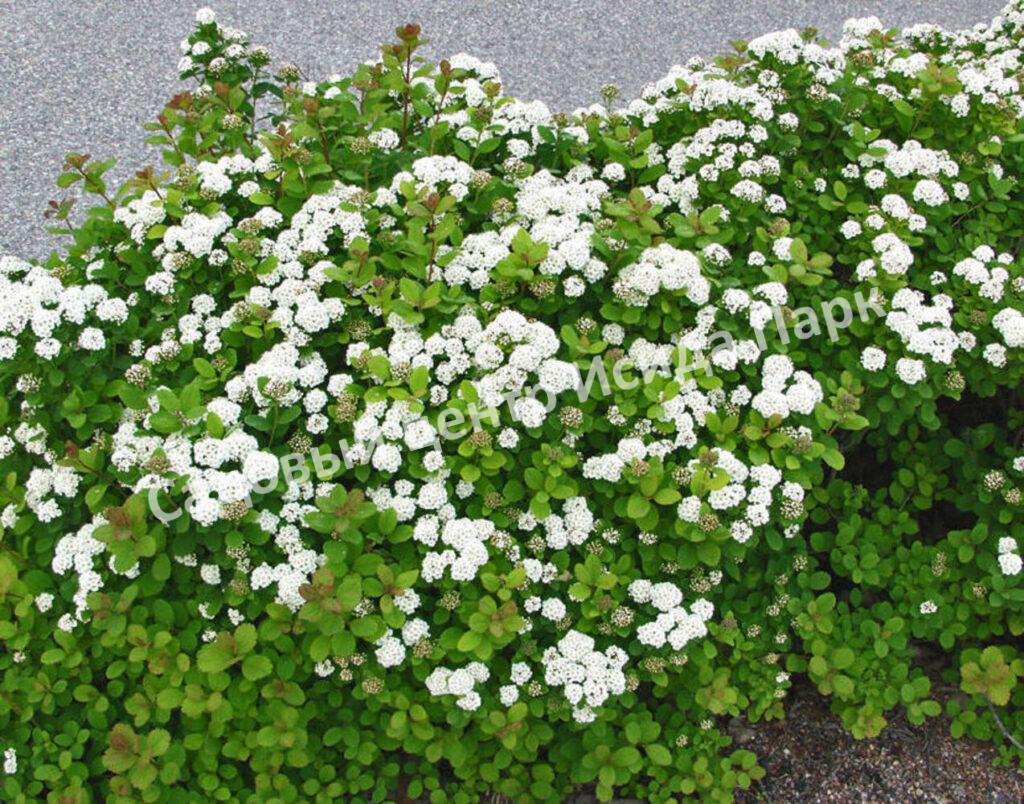 Спирея березолистная (betulifolia)