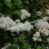 Спирея березолистная (betulifolia) 19