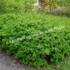 Спирея березолистная (betulifolia) 21