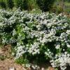 Спирея березолистная (betulifolia) 22
