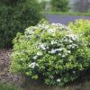 Спирея березолистная (betulifolia) 11