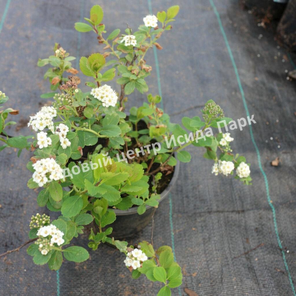 Спирея березолистная (betulifolia)