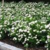 Спирея березолистная (betulifolia) 23