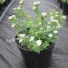 Спирея березолистная (betulifolia) 24