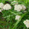 Спирея березолистная (betulifolia) 25