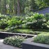 Спирея березолистная (betulifolia) 26
