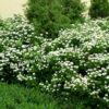 Спирея березолистная (betulifolia) 12