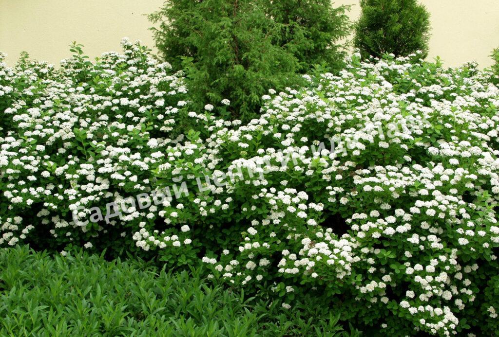 Спирея березолистная (betulifolia)