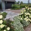 Спирея березолистная (betulifolia) 29