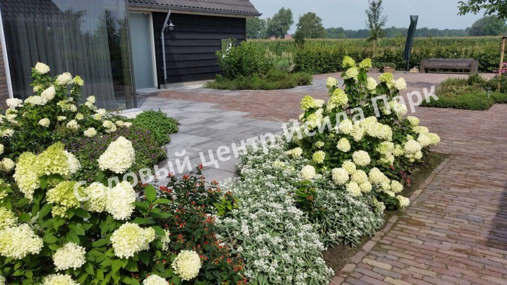 Спирея березолистная (betulifolia)