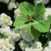 Спирея березолистная (betulifolia) 13