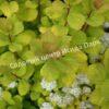 Спирея березолистная (betulifolia) 14