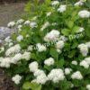 Спирея березолистная (betulifolia) 15