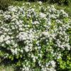 Спирея березолистная (betulifolia) 1