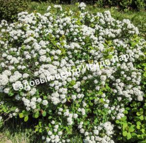 Спирея березолистная (betulifolia)