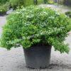 Спирея березолистная (betulifolia) 17