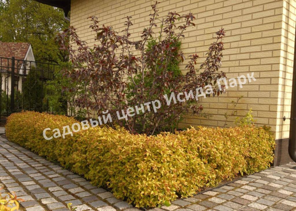 Спирея Бумальда (bumald)