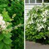 Спирея дубравколистная (chamaedryfolia) 9