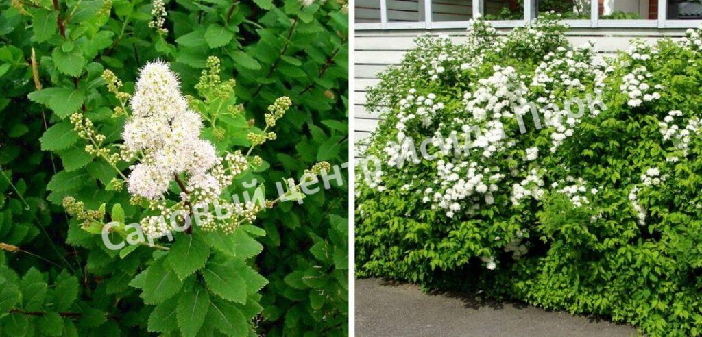 Спирея дубравколистная (chamaedryfolia)