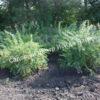 Спирея дубравколистная (chamaedryfolia) 13