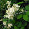Спирея дубравколистная (chamaedryfolia) 8