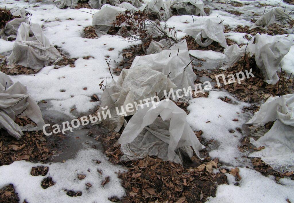 Спирея дубравколистная (chamaedryfolia)