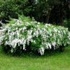 Спирея дубравколистная (chamaedryfolia) 15
