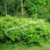 Спирея дубравколистная (chamaedryfolia) 17