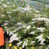 Спирея дубравколистная (chamaedryfolia) 19