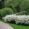 Спирея дубравколистная (chamaedryfolia) 20